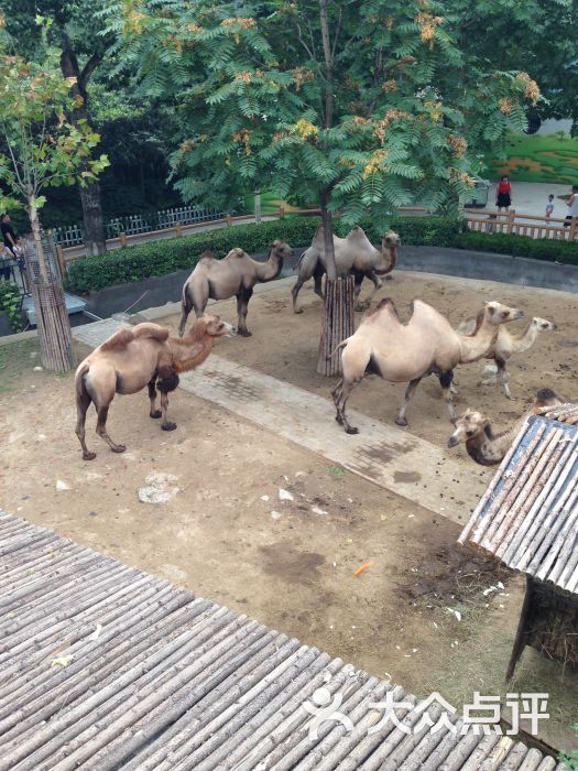 鄭州動物園圖片 - 第202張