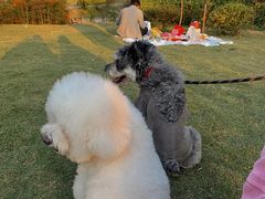 -铁山坪森林公园