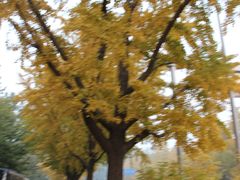 IMG_3600-三里屯东五街银杏大道