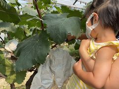 -马陆小张葡萄园农家乐