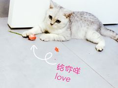 -小呆的宠物店·宠物售卖·宠物寄养(城西店)