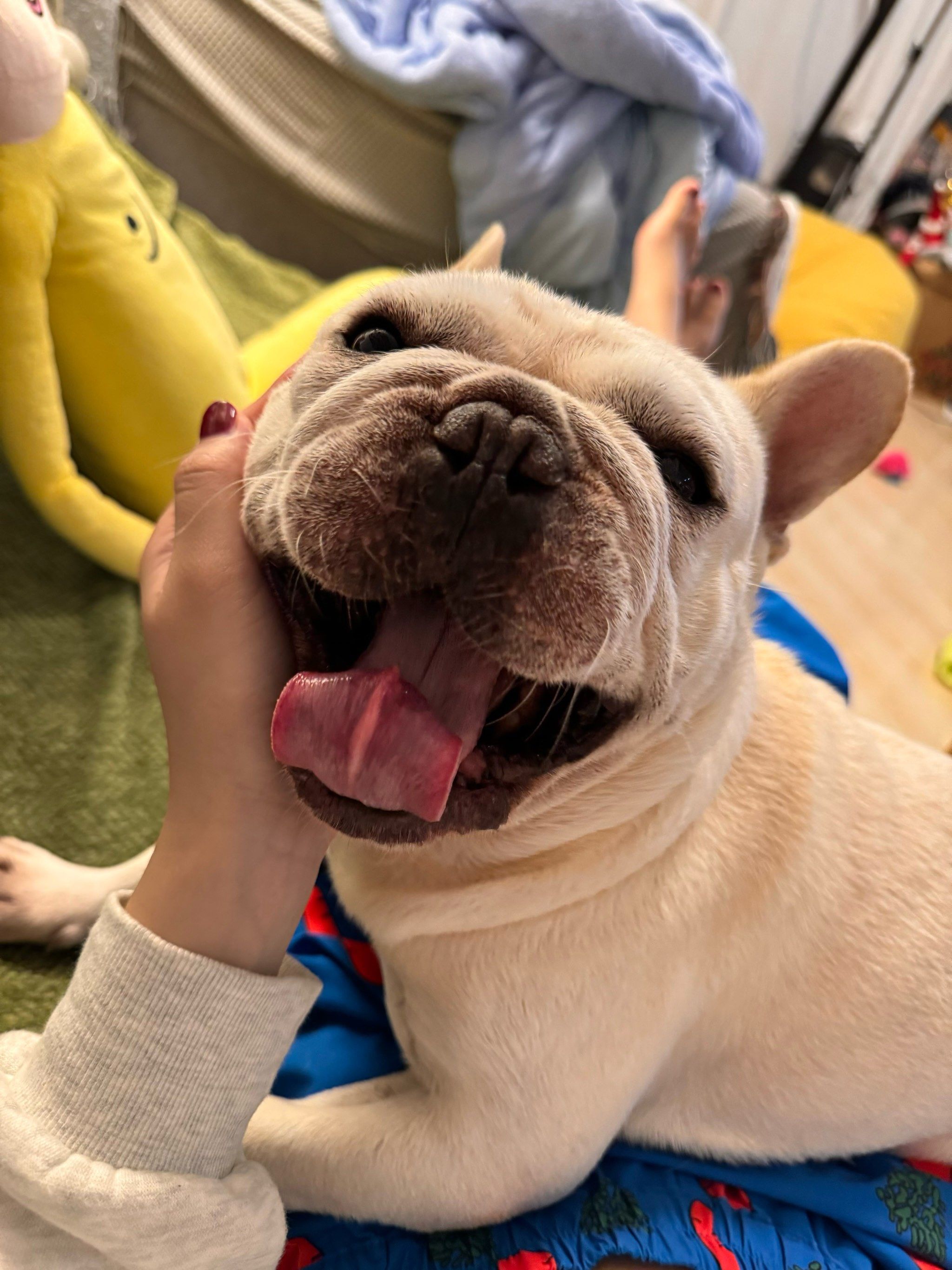懒洋洋斗牛犬