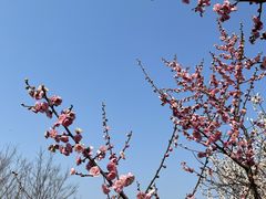 -香雪海