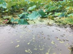 -石塘人家