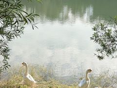 -广东惠东海龟国家级自然保护区