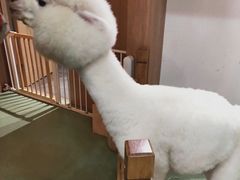 -藦茜花园宠物主题亲子互动体验馆(国顺东路店)