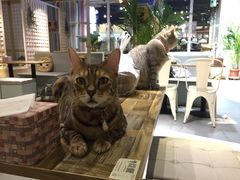 -小时光咖啡馆(开森度假森林店)
