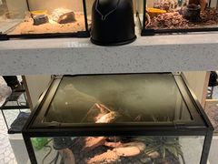 -momokira米努特·德文卷毛猫·棉花面纱犬