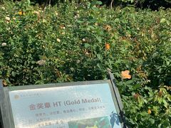 -亚龙湾国际玫瑰谷