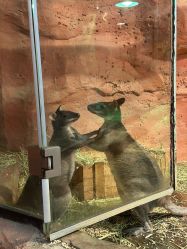 -Zoolung Zoolung动物主题公园(海信广场店)