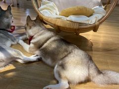 -Husky Go! 哈士奇体验馆·宠物咖啡厅狗咖