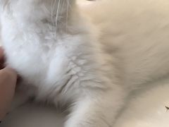 -糯米喵星人总部直营旗舰店·猫舍·幼猫出售