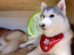 -Husky Go! 哈士奇体验馆·宠物咖啡厅狗咖