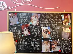 -喵园·猫主题咖啡厅·撸猫·猫咖(国贸店)