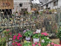 -桂林市花鸟市场