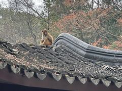 -苏州上方山国家森林公园