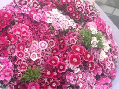 -秦美花卉(天朗·莱茵小城2期店)