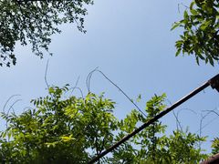 -嘉定紫藤园