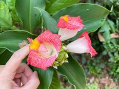 -中国科学院西双版纳热带植物园