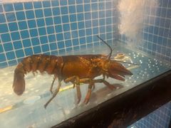 -和和小厨