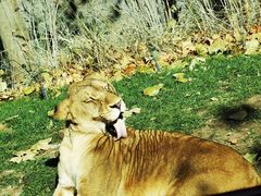 -北京野生动物园