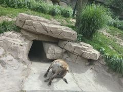 -北京野生动物园