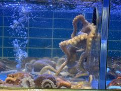 -金海湾海鲜排档(朱家尖店)