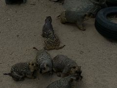 -泉州海丝野生动物世界