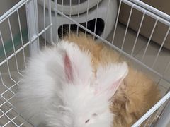 -怪兽屋·羊驼·猫咖·狗咖(俊华广场店)