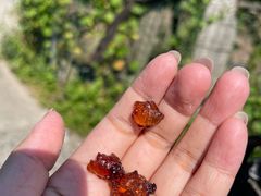 -南汇水蜜桃采摘(大团店)