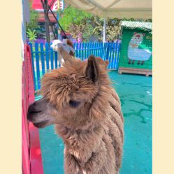 -萌宠亲子动物乐园(槐房万达店)