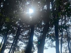 -合肥滨湖国家森林公园