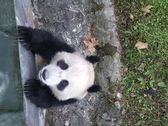 -都江堰中华大熊猫苑