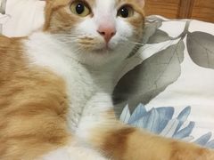 -宠颐生斯嘉宠物医院·急重症·心内科(谷阳北路分院)