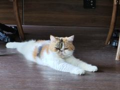 -猫岛主趣味餐厅(鼓浪屿店)