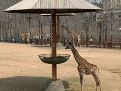 -大连森林动物园