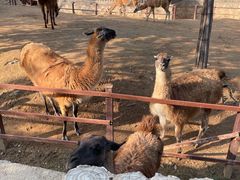 -石家庄市动物园