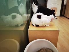 -有喵·猫咖·狗咖·30几只猫10只小狗(岗厦店)