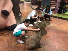 -正佳雨林生态植物园