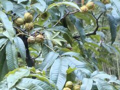 -天目山大树王景区