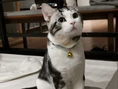 -猫大福·Fortune Cat猫舍(百子湾店)