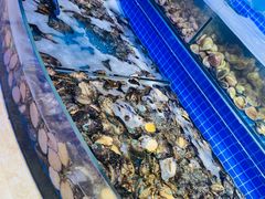 水产区-乔哥铭洋海鲜自助(皇城恒隆广场店)