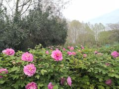 -洛阳市隋唐城遗址植物园