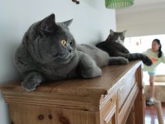 -Catmate·猫肥家润(金润铂宫店)