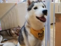 -Husky Go! 哈士奇体验馆·宠物咖啡厅狗咖