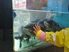 -全乐鱼馆·淳牌有机鱼直营店