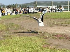 -盐城丹顶鹤湿地生态旅游区