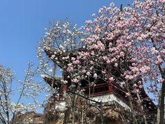 -八大山人梅湖景区