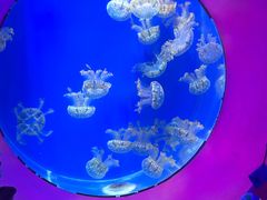 -海合安武汉极地海洋公园