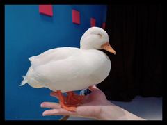 -浣熊柯尔鸭土拨鼠·电玩咖